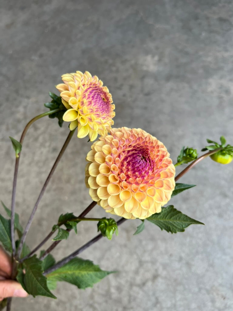 RC- Dahlia 'Ferncliff Spice'  (1 plant)