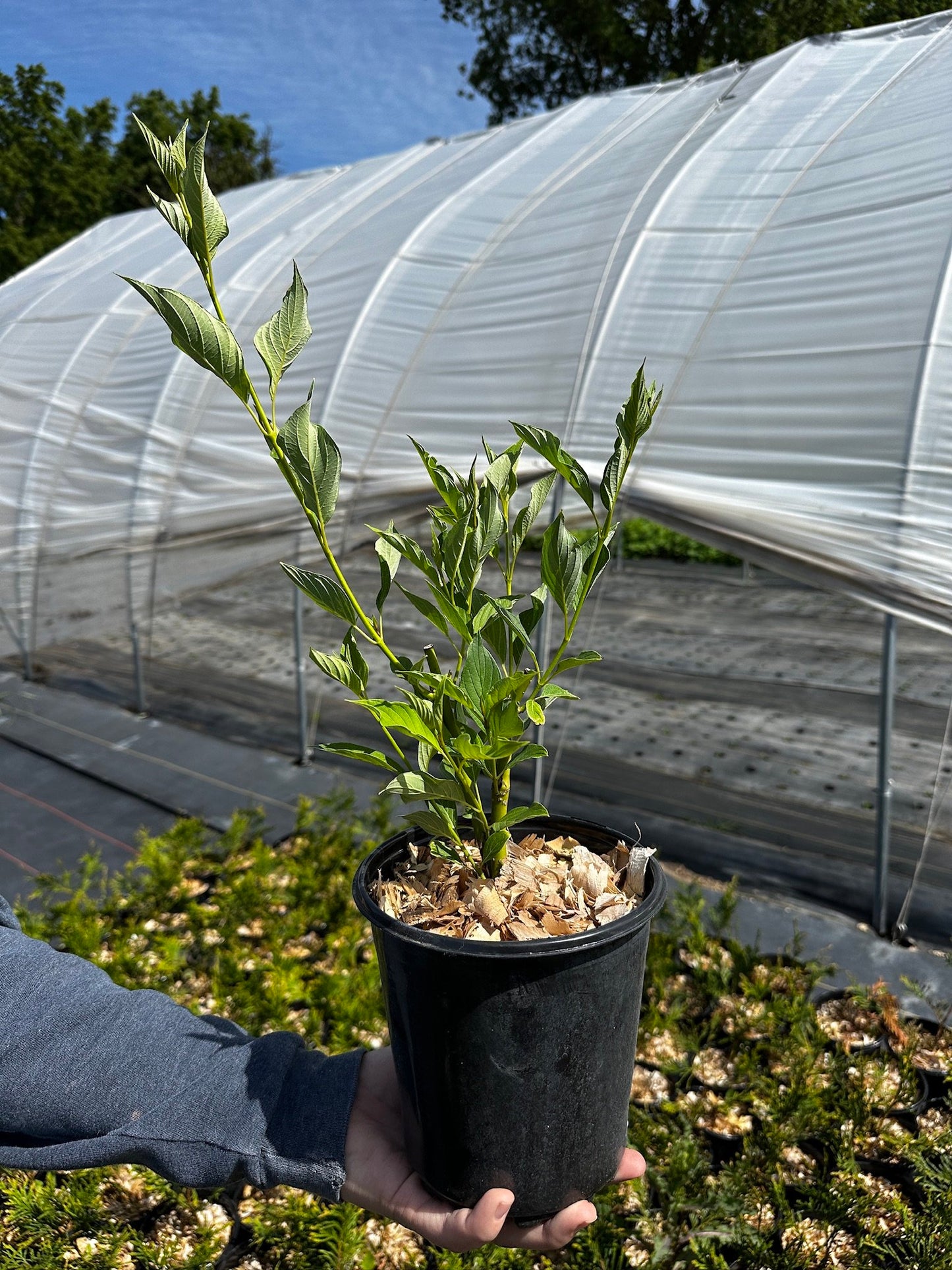 Cornus sericea Yellow Twig, lot of 3