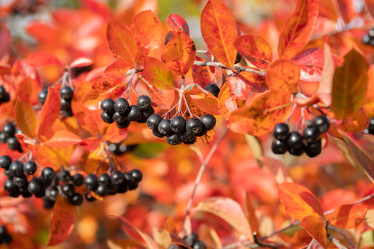 Quart - Aronia melanocarpa 'Autumn Magic'