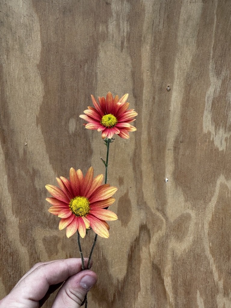 RC- Heirloom Chrysanthemum 'Campfire Glow'