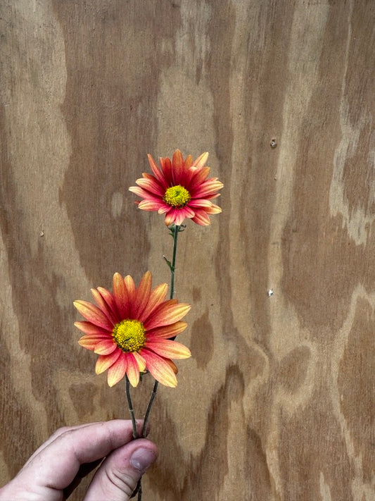 RC- Heirloom Chrysanthemum 'Campfire Glow'