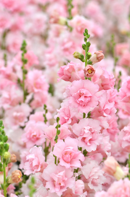 Snapdragon 'Snapstar Pink'
