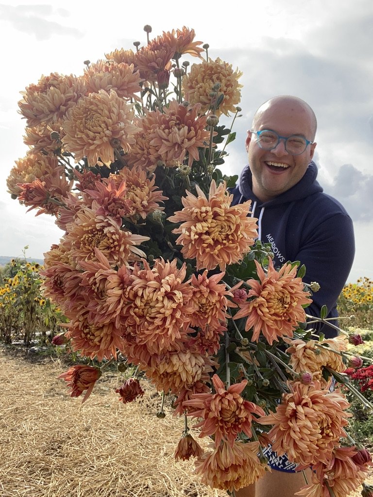 RC- Heirloom Chrysanthemum 'Fall Affair'