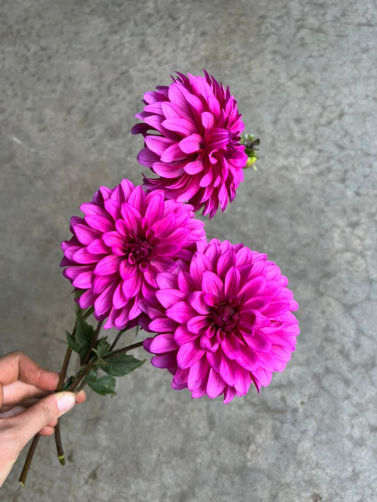 RC- Dahlia 'Bloomquist Pinwheel'  (1 plant)
