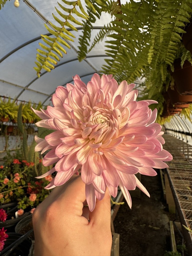 RC- Heirloom Chrysanthemum 'Savanna Charlton'