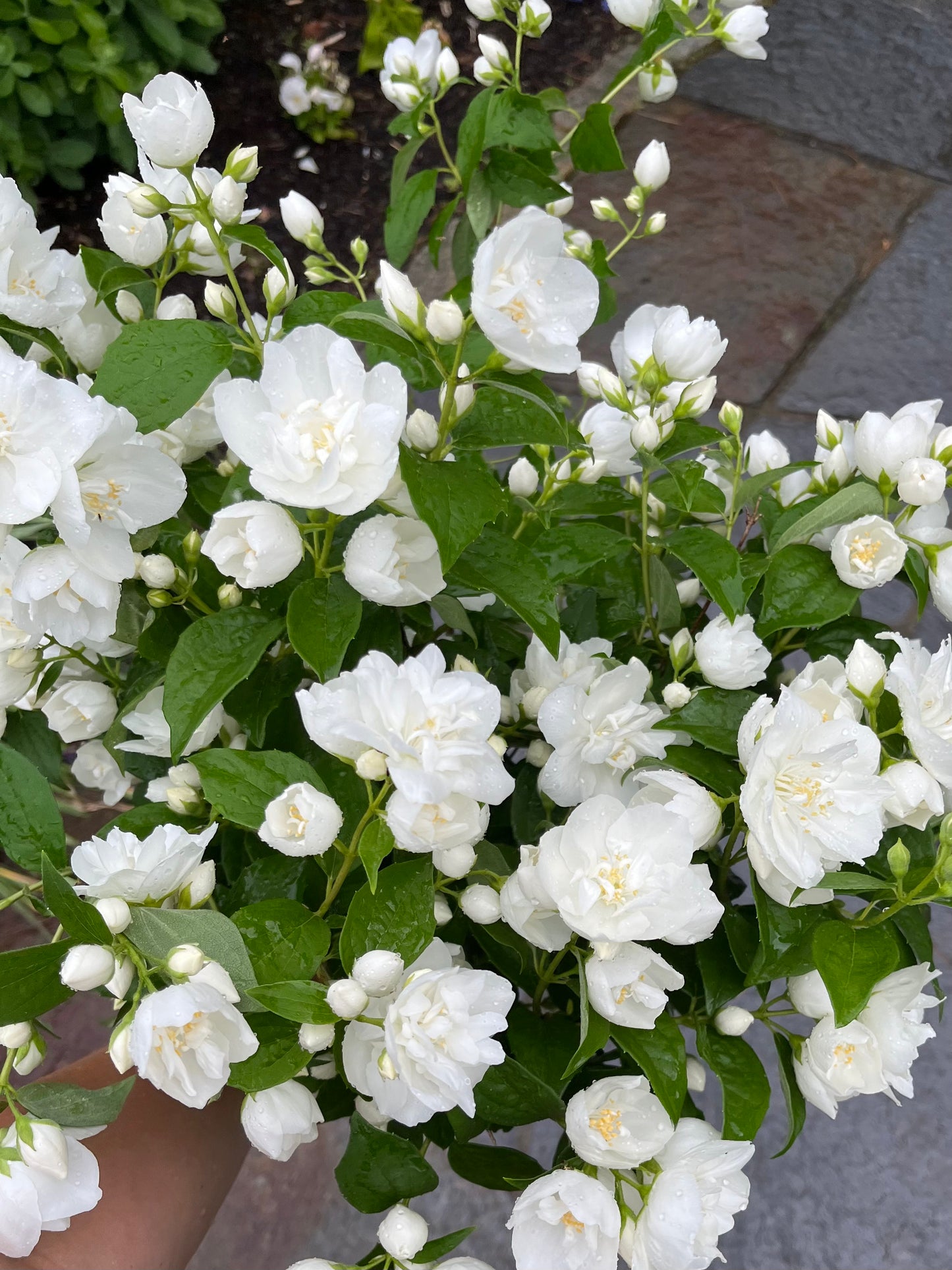 Quart - Philadelphus Pearls of Perfume