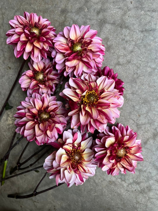 URC Bulk - Dahlia 'Senior's Hope' (50 ct)