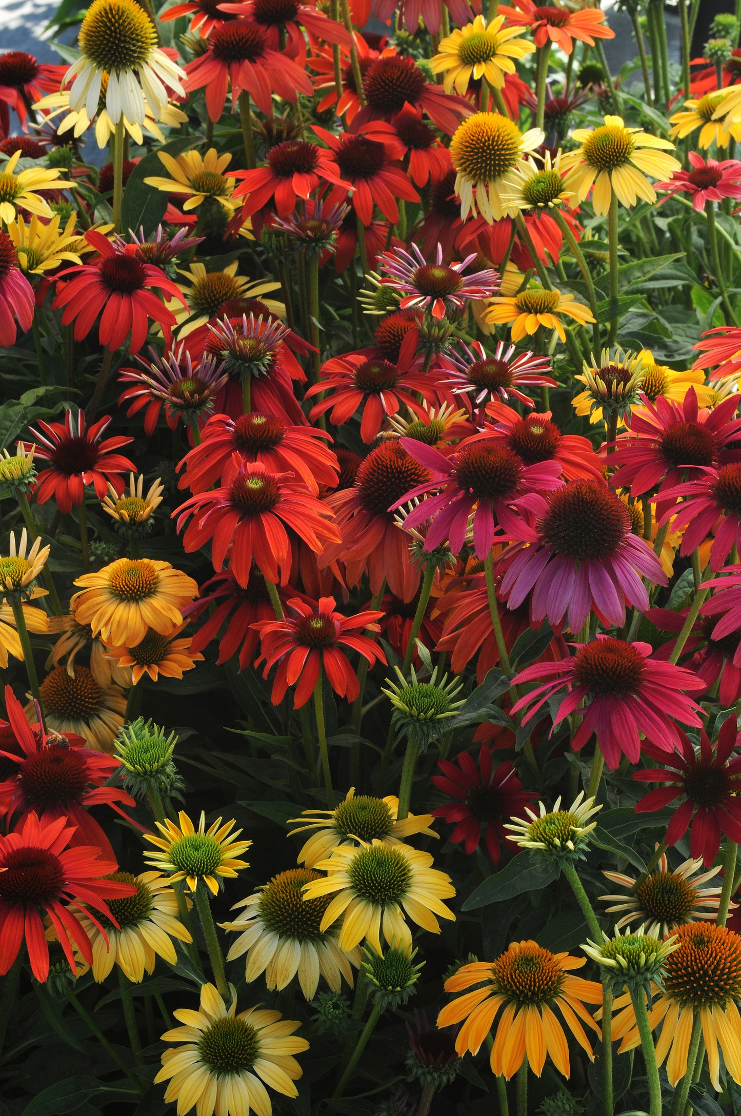Echinacea 'Cheyenne Spirit'