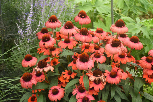 Echinacea Eyecatcher Tanager - 1 plant