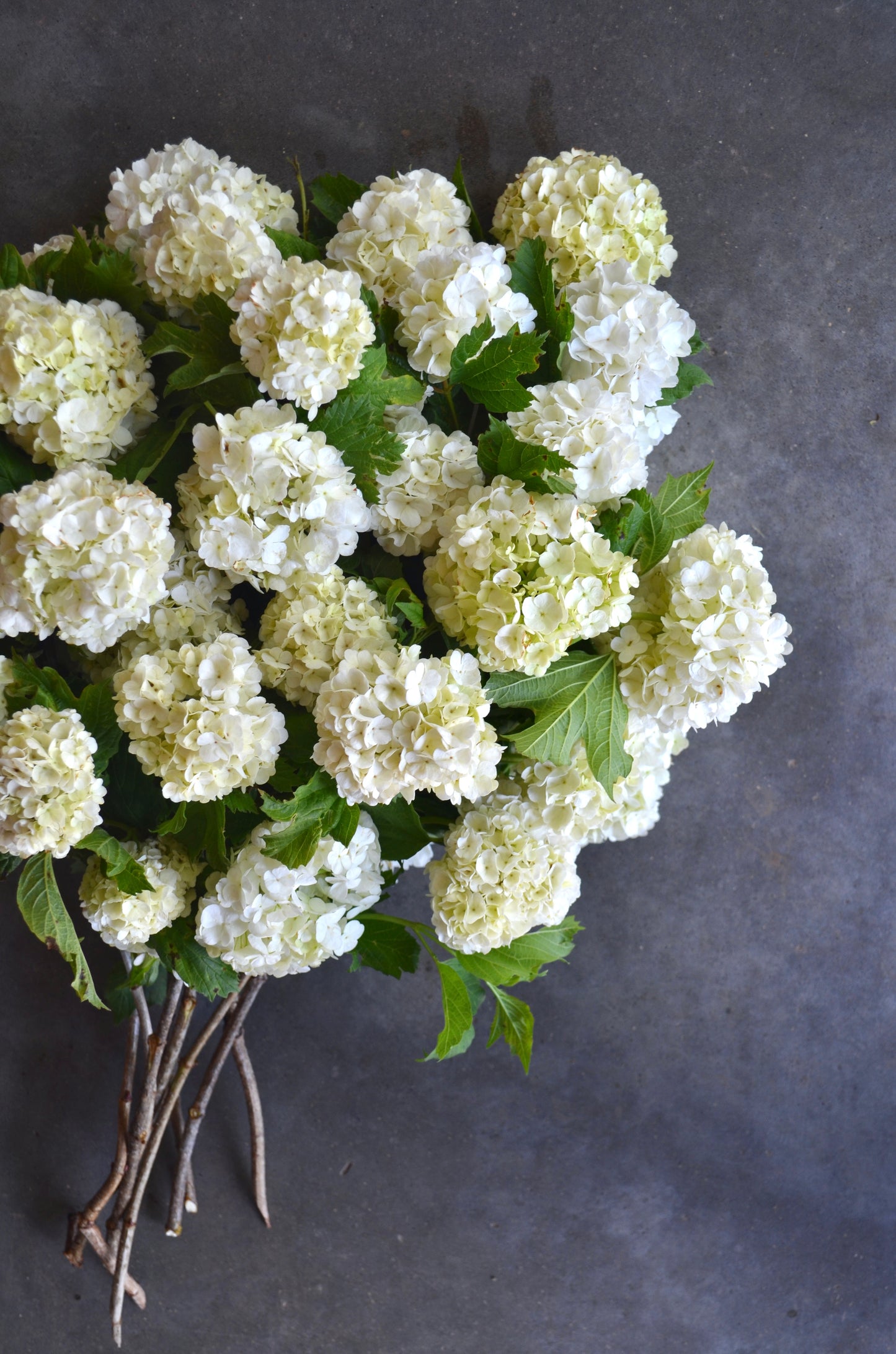 Quart Shrub - Viburnum opulus 'Roseum'