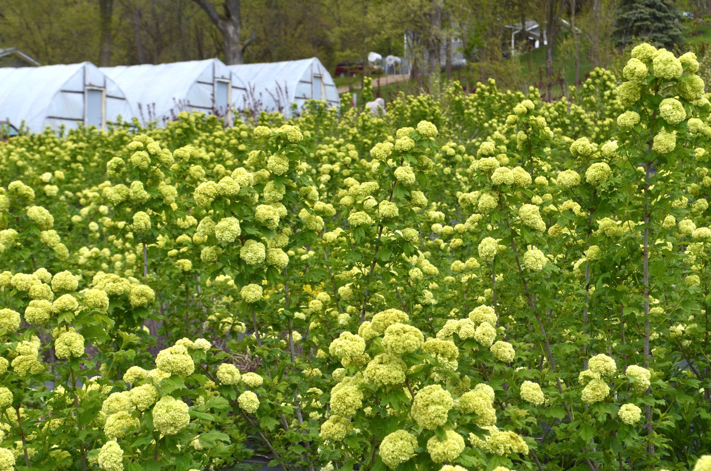 Quart - Viburnum Snowball