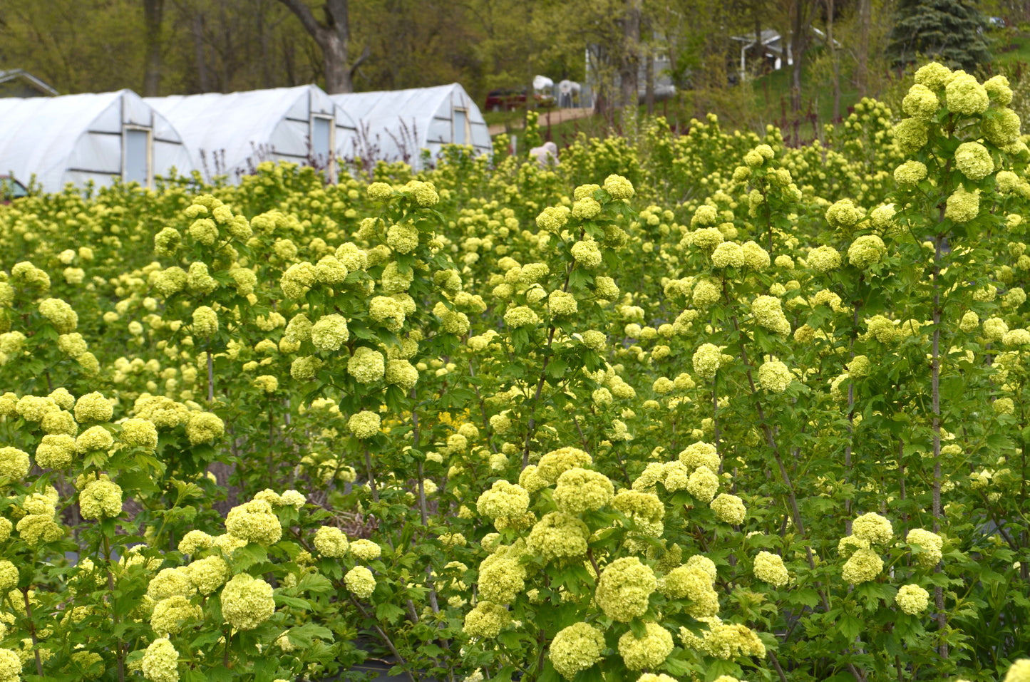 Quart Shrub - Viburnum opulus 'Roseum'