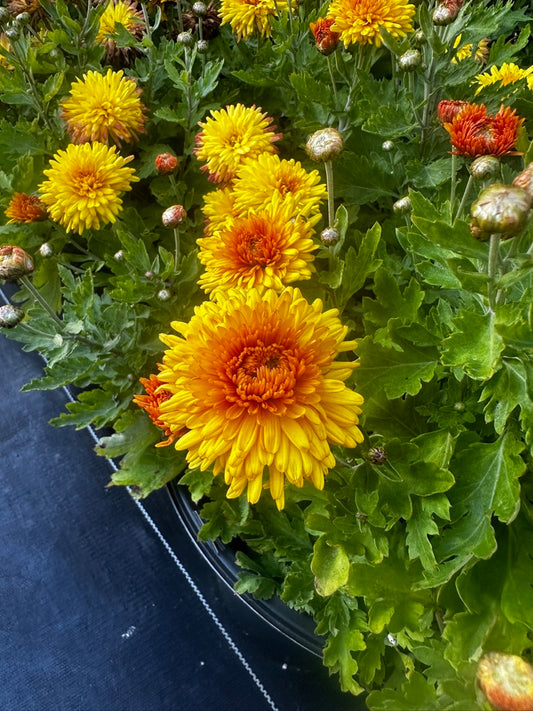 RC- Heirloom Chrysanthemum 'Grandeur'