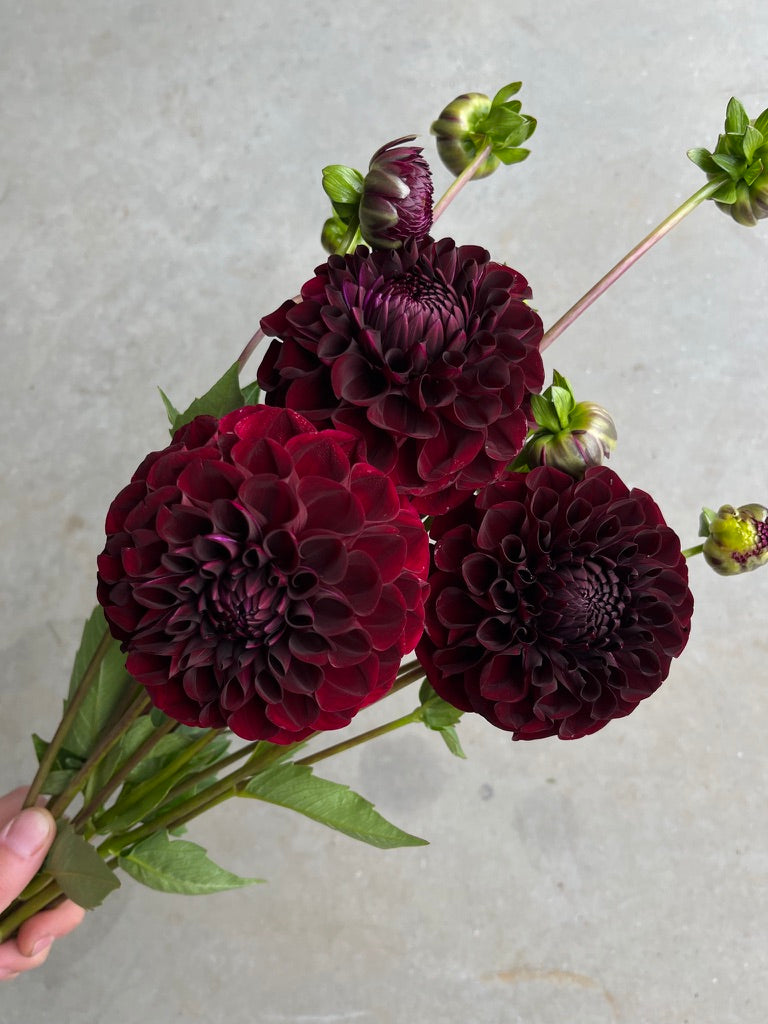 RC- Dahlia 'WB's MC' (4 pack)