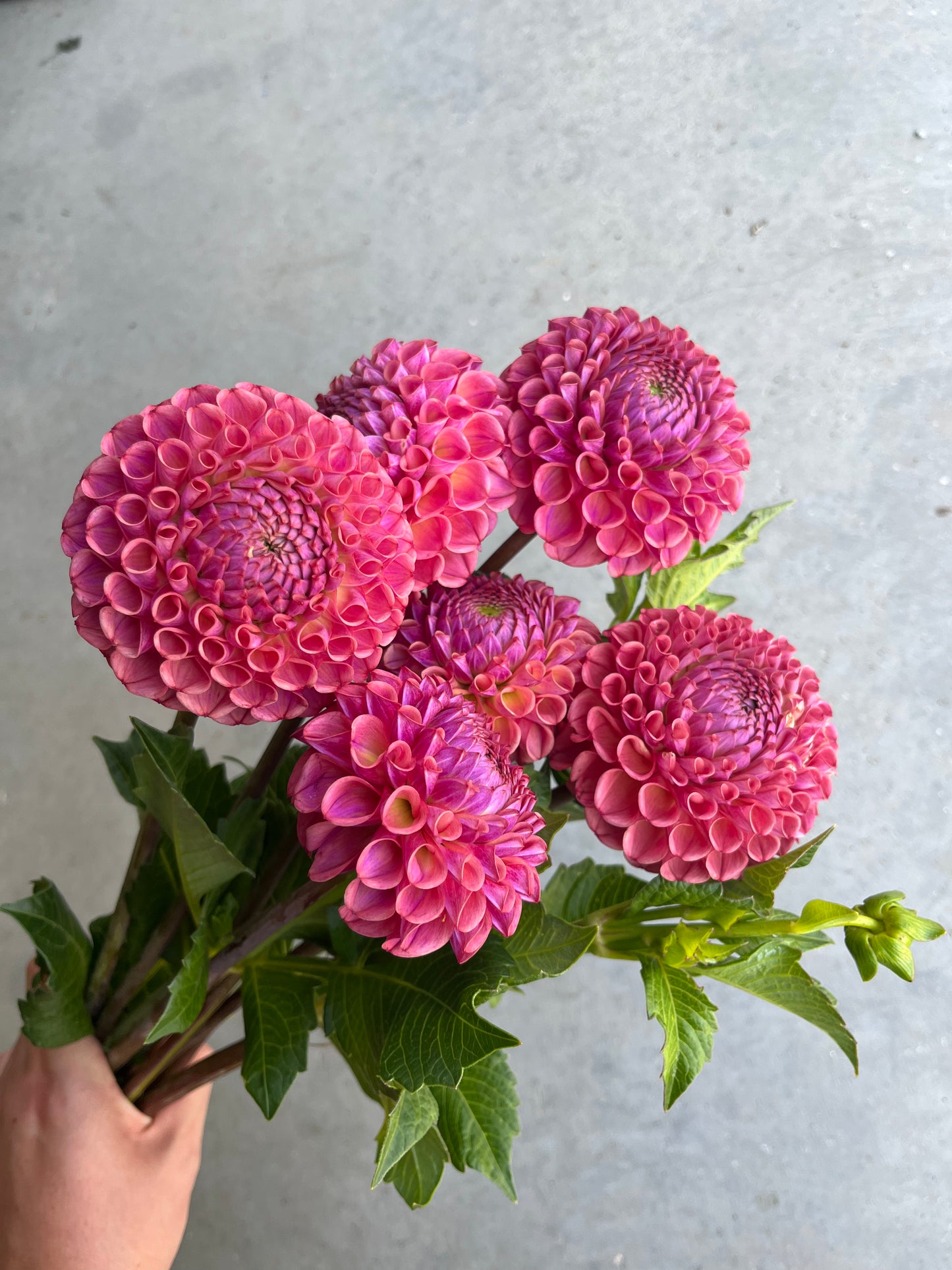 RC- Dahlia 'Caitlyns Joy'  (4 pack)
