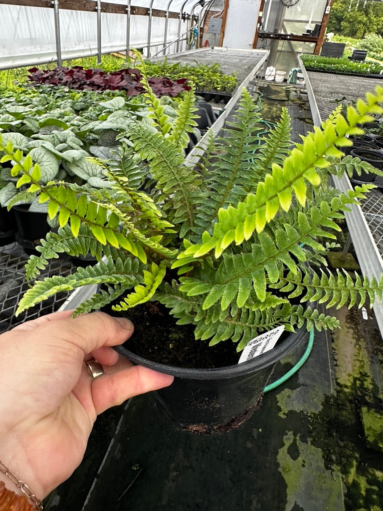 Fern 'Western Sword' 3 Plants