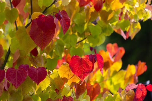 Quart - Cercis canadensis 'Flame Thrower'