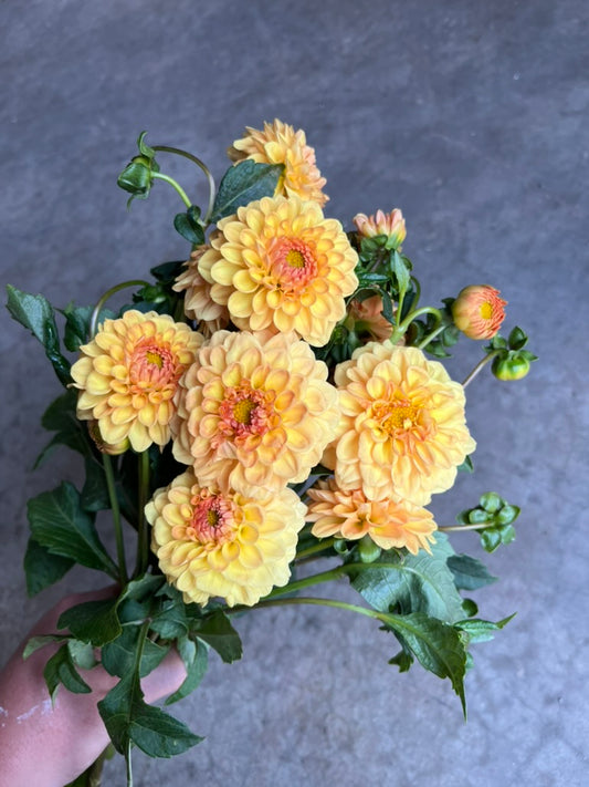 URC Bulk - Dahlia 'Golden Scepter' (50 ct)