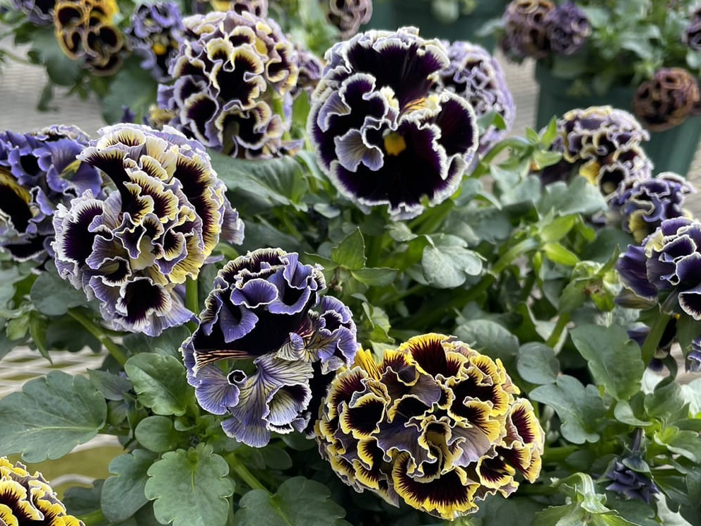 Pansy 'Elegance Dawn to Dusk'