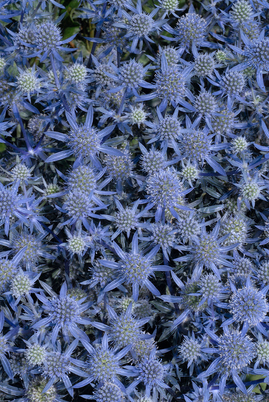 Eryngium planum 'Blue Glitter'