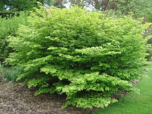 Euonymus plata 'Compacta', lot of 3