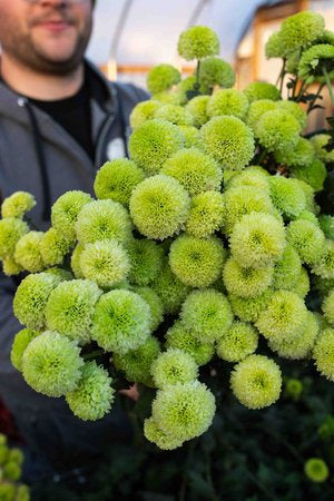 RC- Heirloom Chrysanthemum 'Kermit'