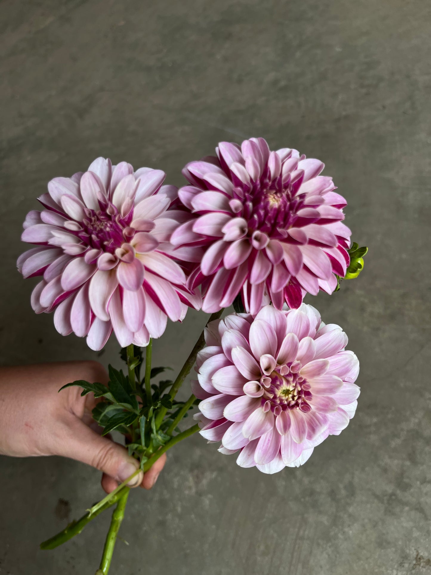 RC- Dahlia 'Salish Twilight Girl'  (1 plant)