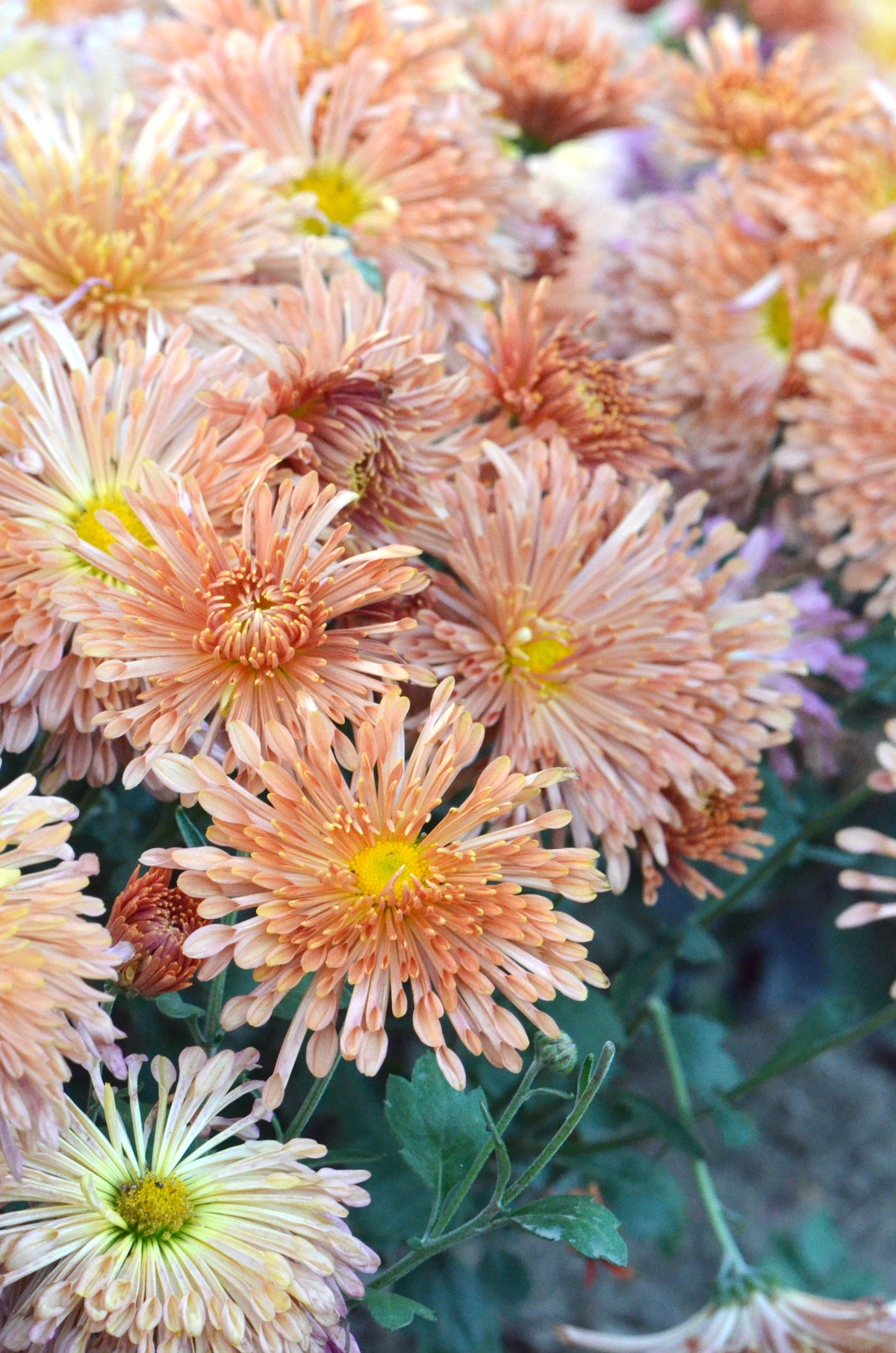RC- Chrysanthemum 'Peach Centerpiece' (4 pack)