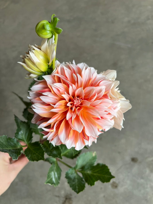 RC- Dahlia 'Bell's La Peche Mode'