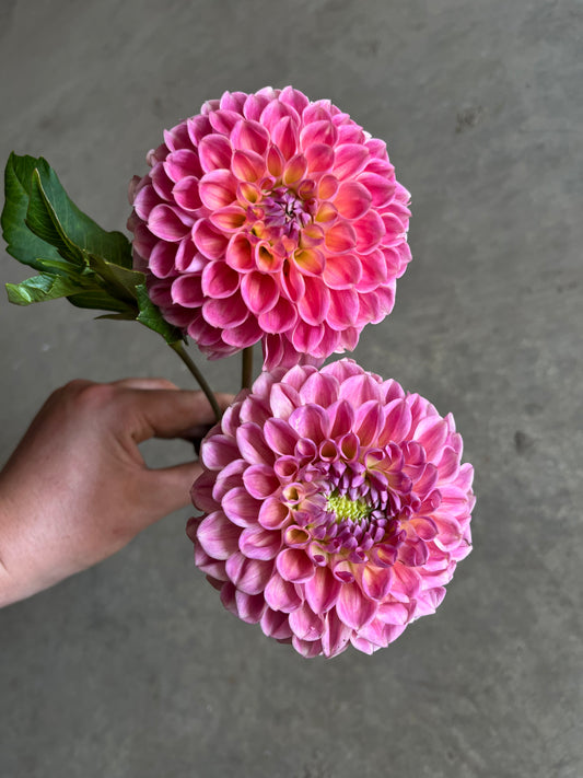 RC- Dahlia 'CJF September Night™'  (4 pack)