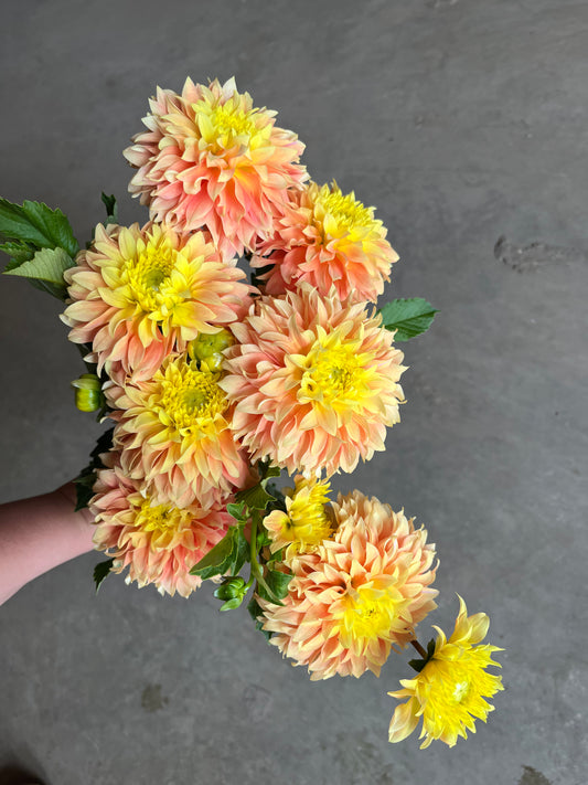 RC- Dahlia 'Deep Impact'  (4 pack)