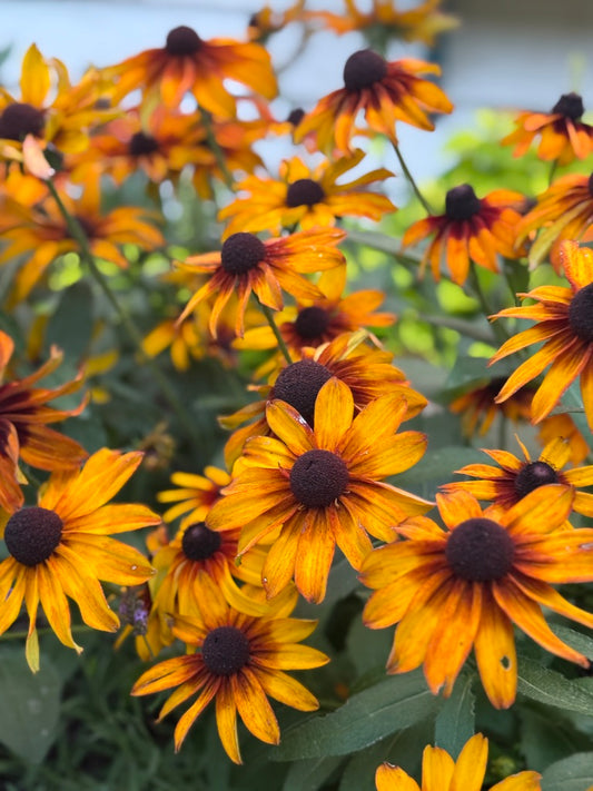 Rudbeckia 'Autumn Colors'