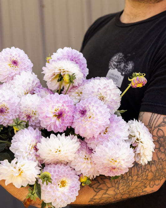 Bulk Dahlia Tuber 'Bistro'