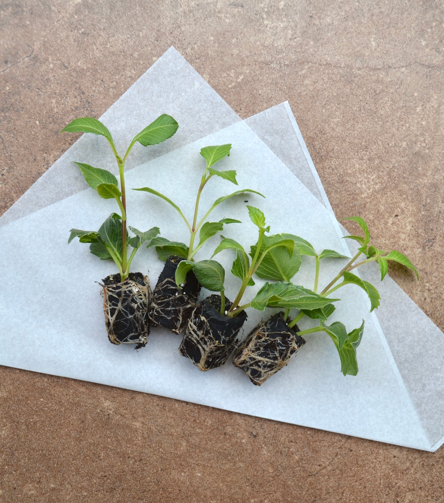 RC- Dahlia 'Small World'  (4 pack)