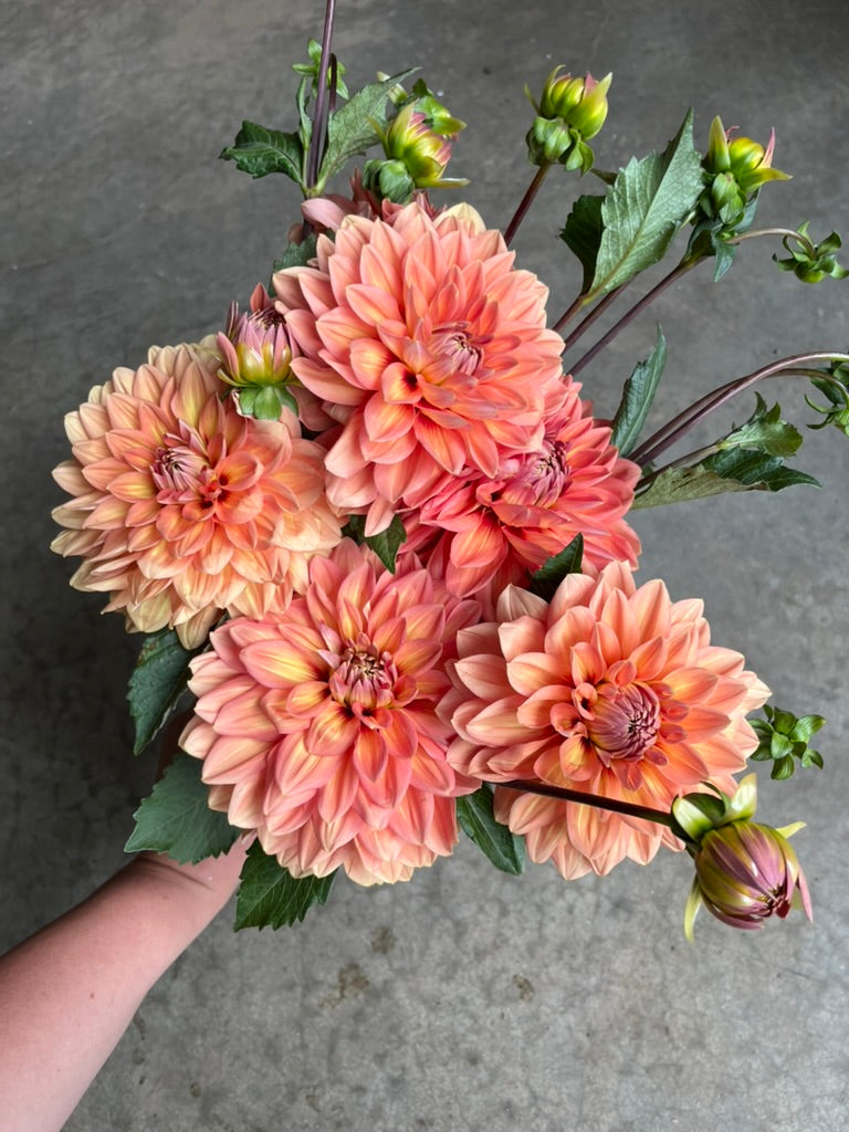 RC- Dahlia 'Nicholas' (1 plant)
