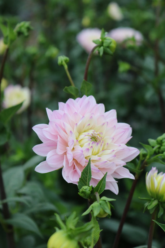 Bulk Dahlia Tuber 'Silver Years'
