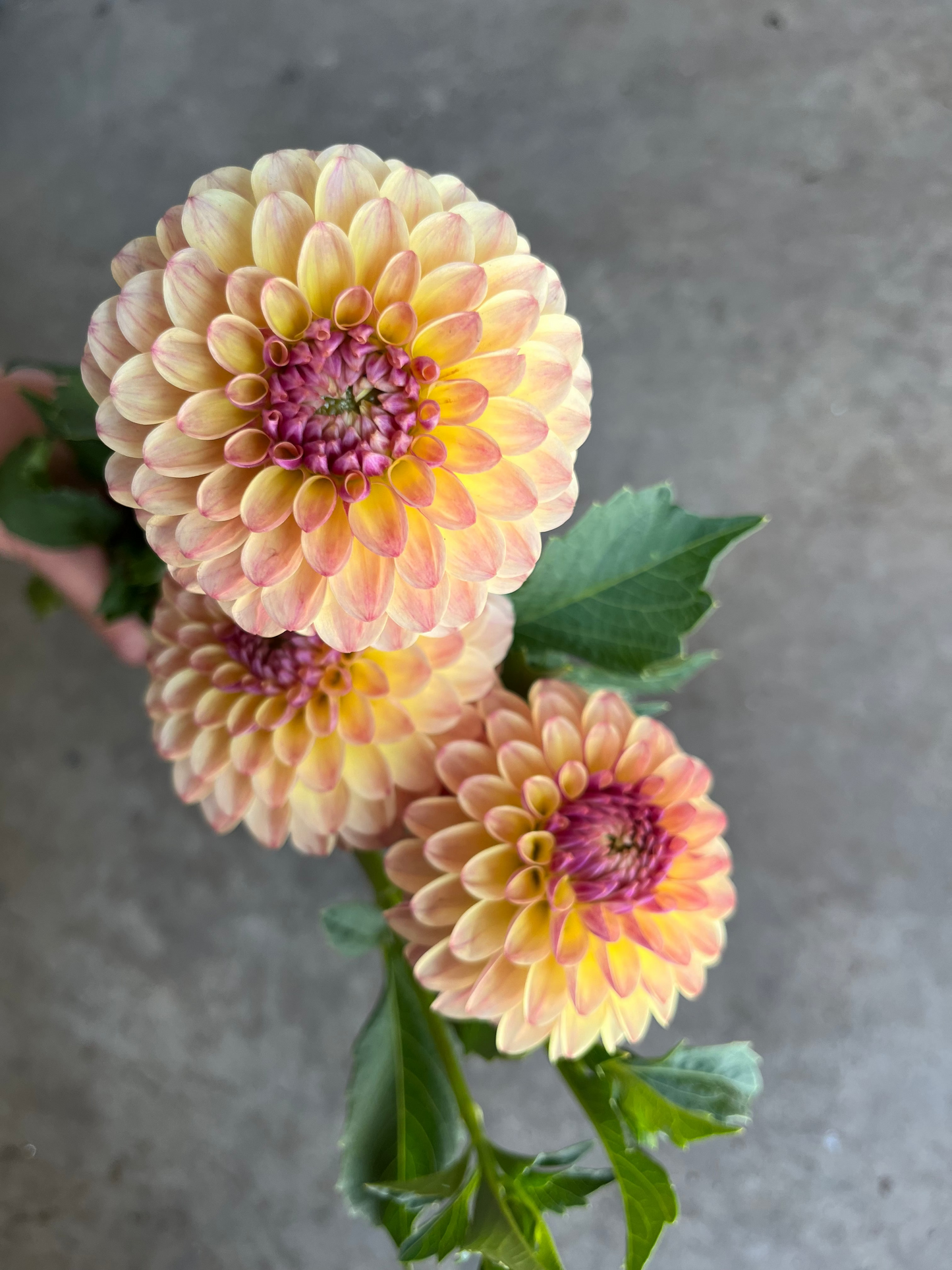 RC- Dahlia 'CJF September Harvest™'  (4 pack)