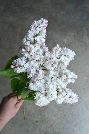 Quart - Syringa vulgaris 'Beauty of Moscow'