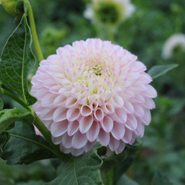 RC- Dahlia 'Pink Pearl'