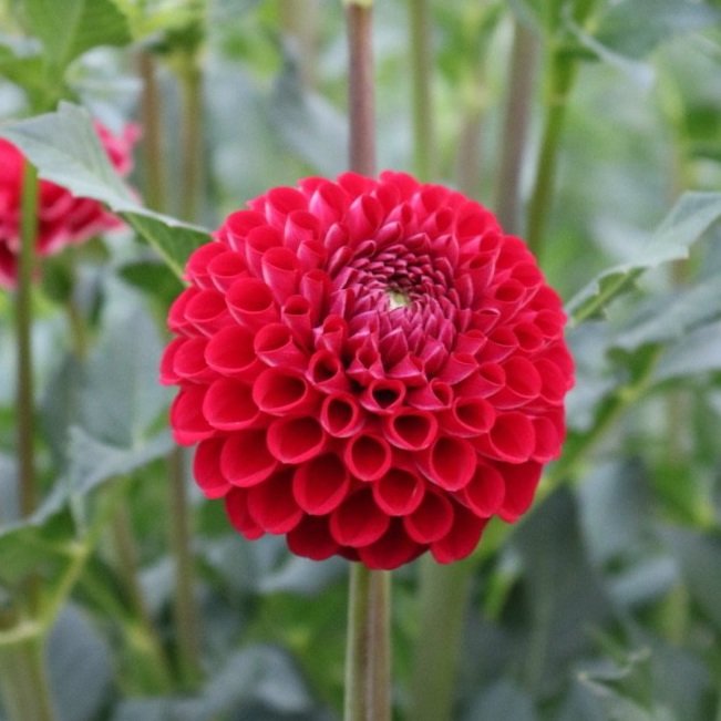 Dahlia Tuber 'Cornel'