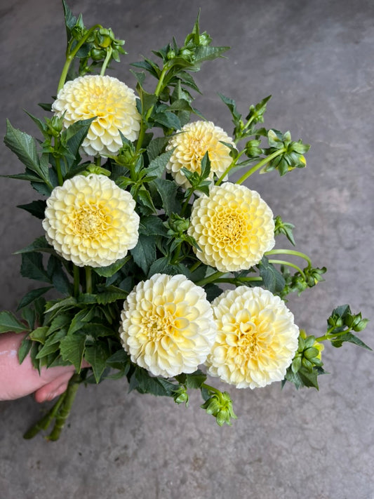 URC 'Creamy' Dahlia 10 Cuttings