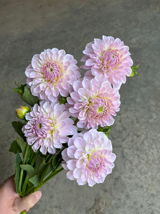 URC Bulk - Dahlia 'Lakeview Premier' (50 ct)