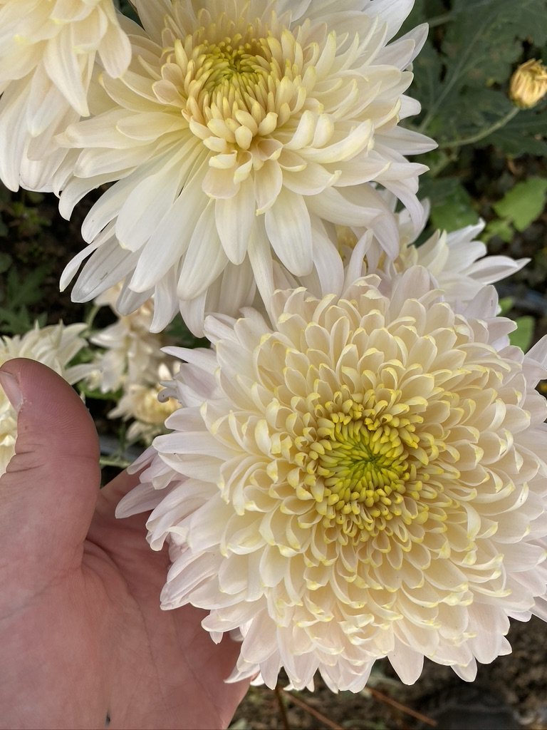 RC- Heirloom Chrysanthemum 'Seaton's Je' Dor'