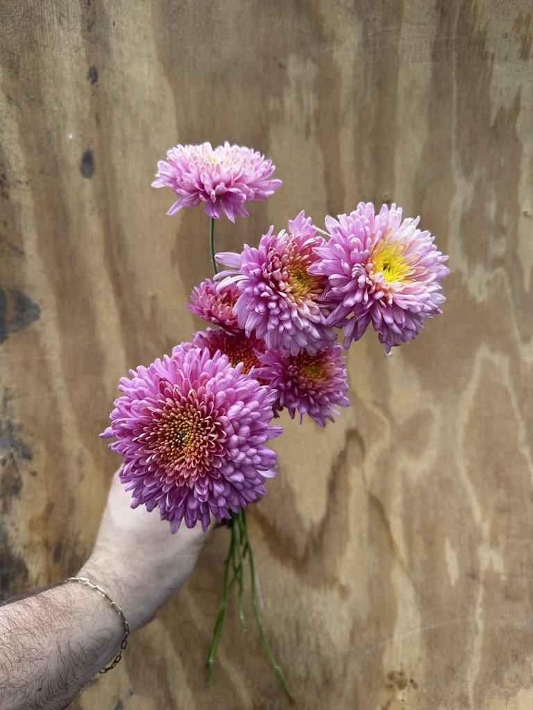 RC- Heirloom Chrysanthemum 'Fall Charm'