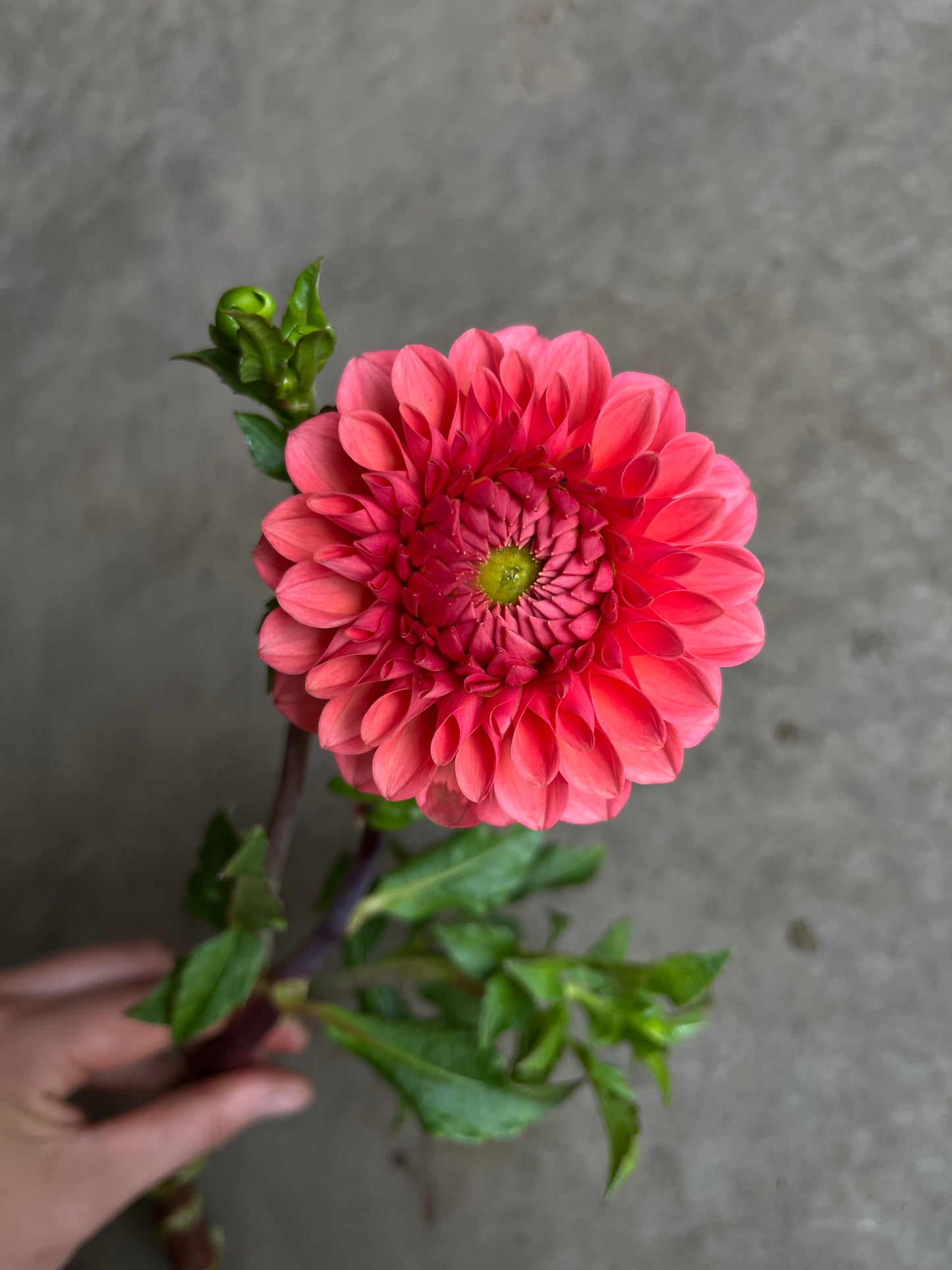 RC- Dahlia 'Parkland Tribute'  (1 plant)