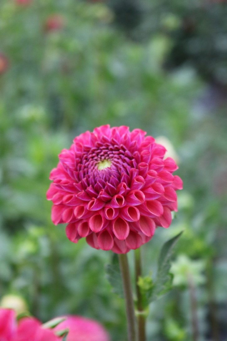 Dahlia Tuber 'Caitlyns Joy'