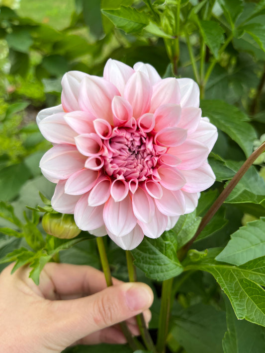 RC- Dahlia 'RM Baby Girl' (1 plant)