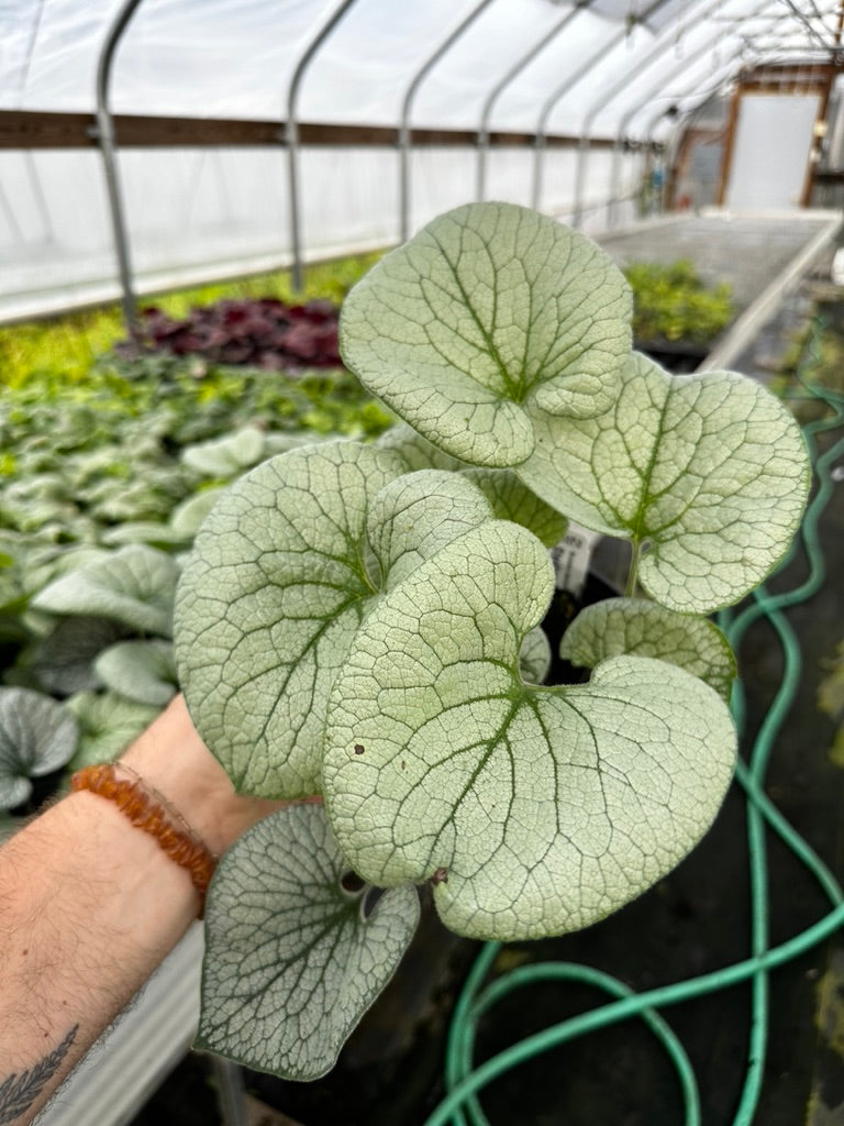 Brunnera 'Sterling Silver' 3 Plants