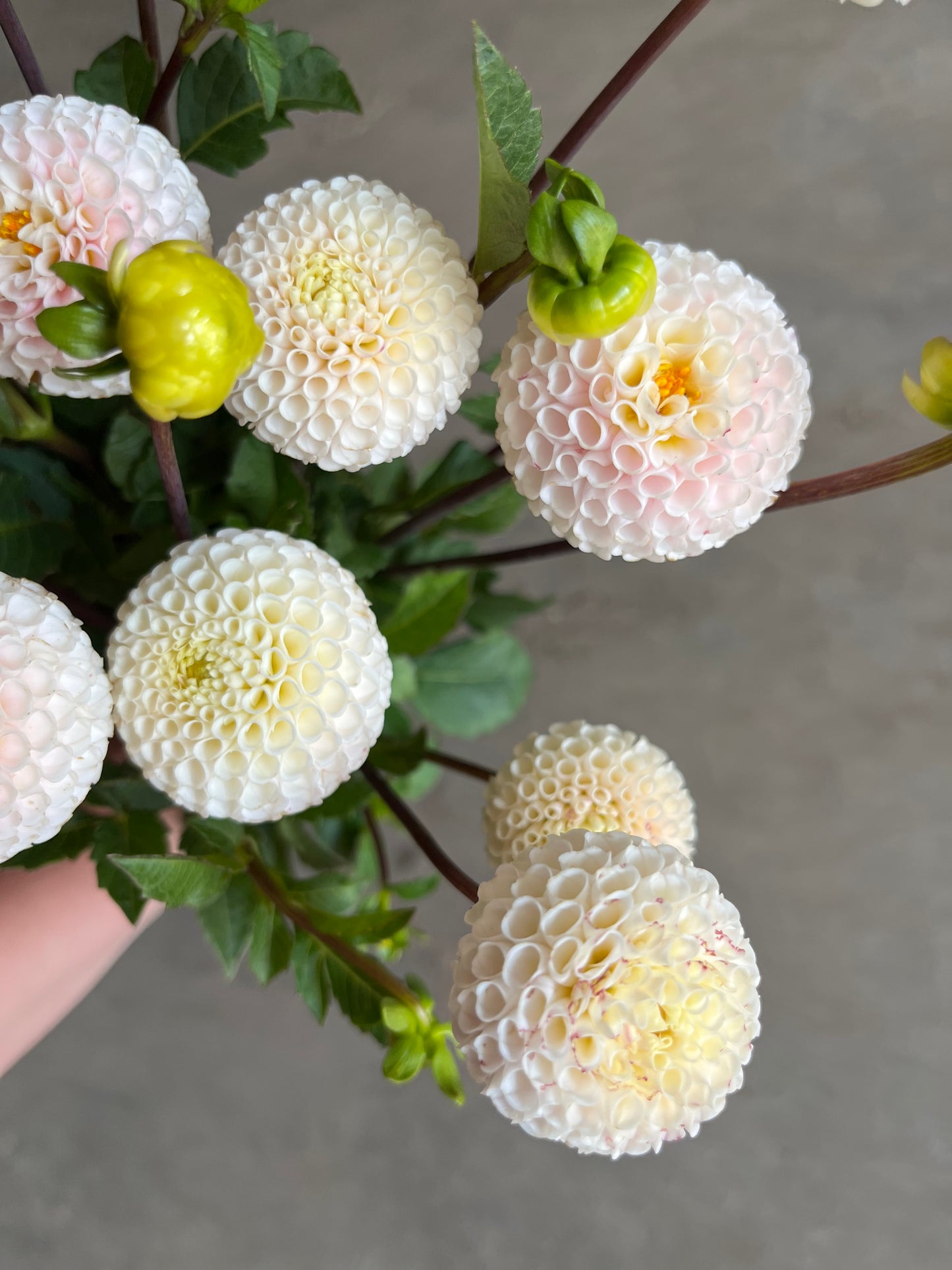 RC- Dahlia 'Small World'  (1 plant)