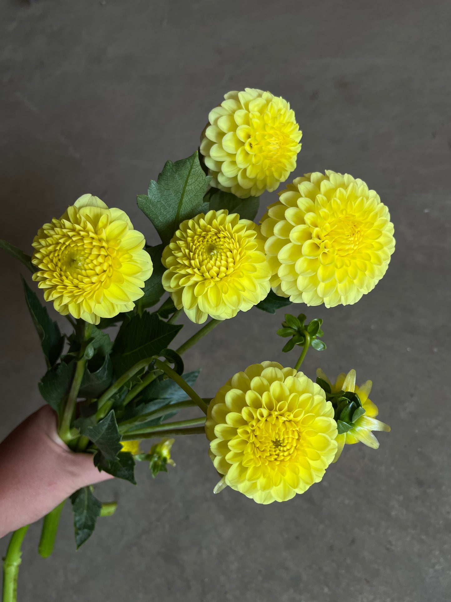 RC- Dahlia 'Golden Torch'  (4 pack)